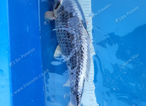 Japanese Beni Ginga Koi