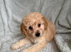 Ready to leave miniature cavapoochons