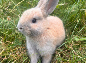 Cute Bunnies