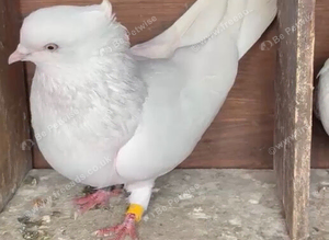 Irani highfkyer cock bird