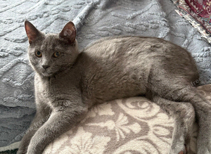 Half Siamese kitten
