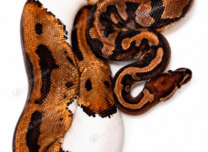 piebald possible albino ball python