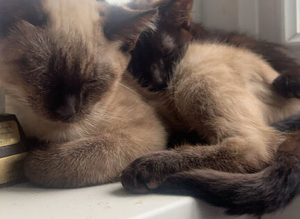 Half Siamese kittens