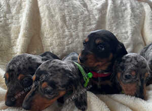 Miniature silver dapple dachshunds