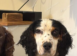 Tri Colour Cocker for stud