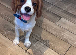 Gorgeous Cav Puppies