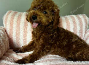Beautiful Asian tiny deep red puppy boy 5month