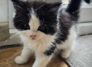Three beautiful female kittens looking for loving forever homes.