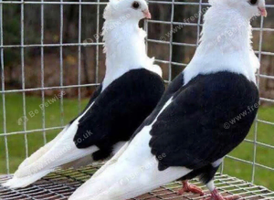 GERMAN OWL PIGEONS BLACK SADDLE