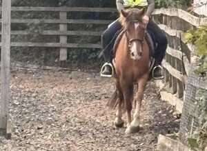 Registered new Forrest gelding