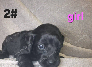 Cockapoo puppies