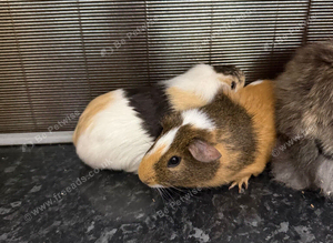 Two female guinea pigs