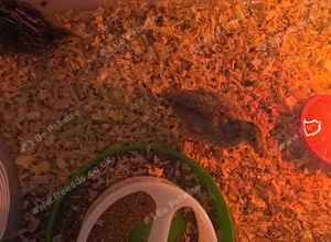 Courtex quails