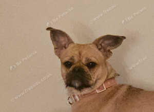 Frenchie cross shiatsu