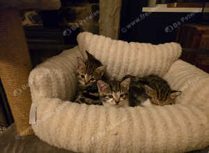 Six beautiful Tabby kitten for sale