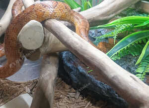 Corn snake