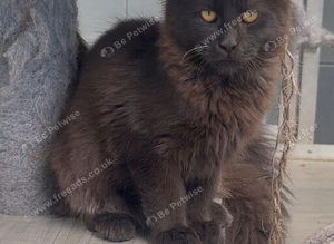 XL black,tabby maine coon kittens available