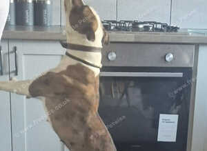 English bull terrier x Am Staff