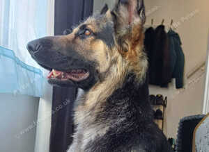 4-Year-Old German Shepherd Rex Available for Rehoming