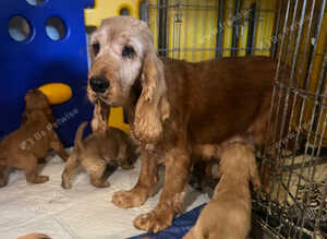 Cocker spaniel puppies Manchester