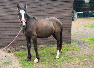 Grace - Beautiful Welsh D Filly