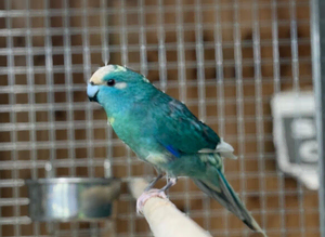 Kakariki parrot