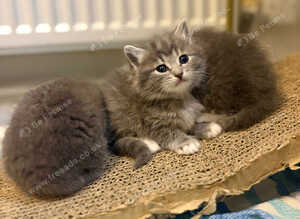 Ragdoll x Russian blue long haired