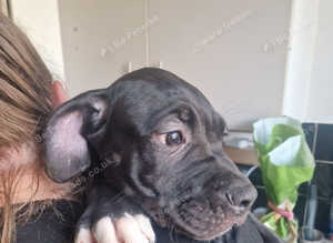 Puppies cane corso cross