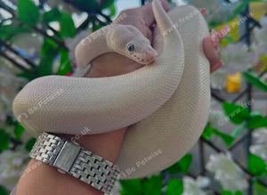 blue eyed lecustic royal python