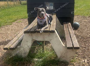 Staffy x puppies for sale