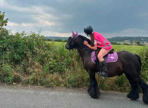Beautiful black gelding cob