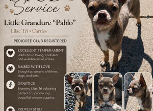 Little grandure Pablo