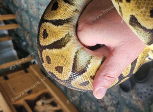 Pastel royal python