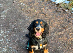 Proven Cocker spaniel to stud