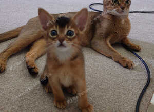 Abyssinian ABY Ruddy color
