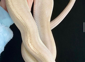 Female Purple Passion Pinstripe Royal Python