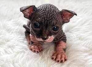 Beautiful wrinkle sphynx kittens