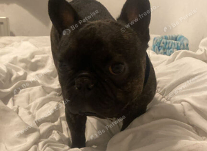 Buddy