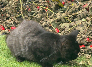 Beautiful kitten