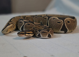 Cb25 orange dream currently in shed