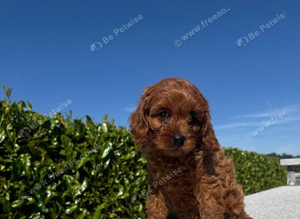 FoxRed cavapoo