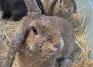 Mini lops