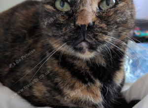 11 Year Old British Shorthair Cat