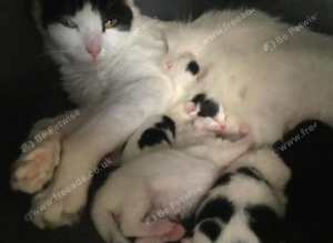 .Tiny Puds Seeking Forever homes.