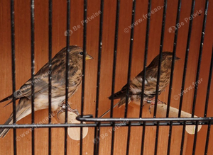 Lesser Redpolls