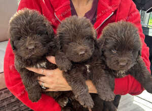 Kc registered Newfoundland puppies