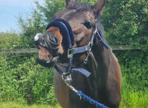 2 Geldings looking for livery