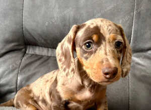 Kc registered chocolate & tan dapple girl