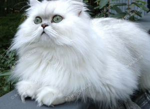 Outstanding Persian x kittens