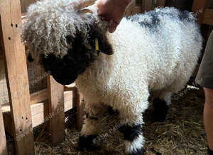 Stunning Valais Blacknose Ram  lambs